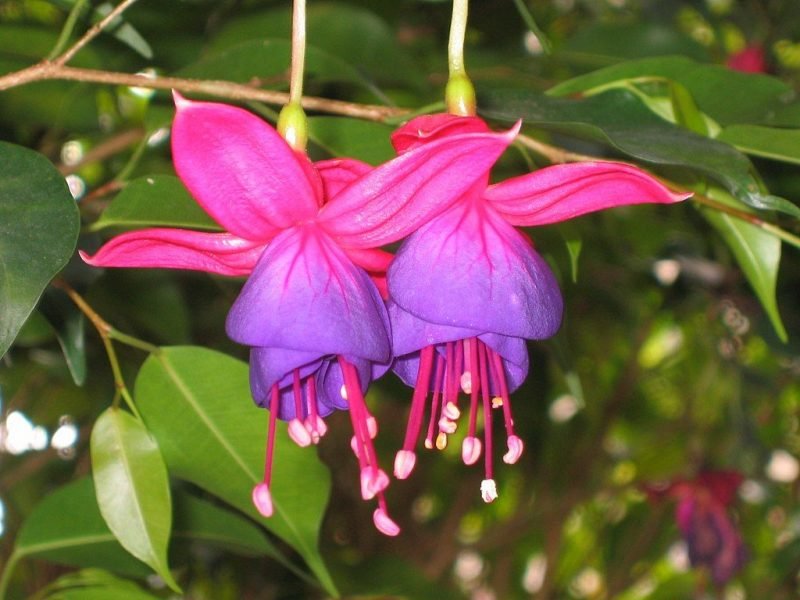 Fuchsia 'Baby Blue Eyes' (Fuchsia 'Baby Blue Eyes')