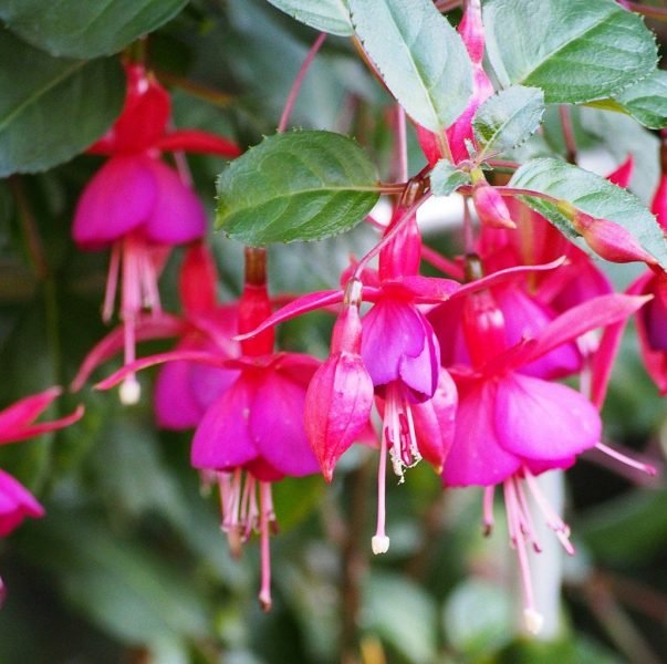 Fuchsia 'Brutus' (Fuchsia 'Brutus')