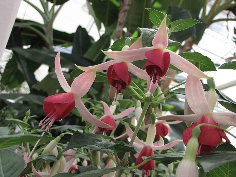 Fuchsia 'Celia Smedley' (Fuchsia 'Celia Smedley')