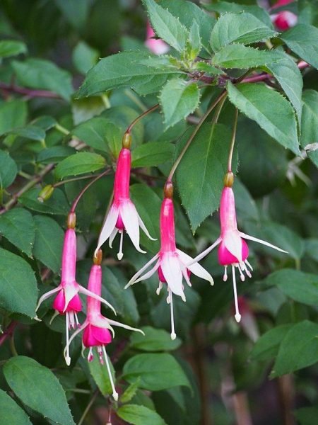 Fuchsia 'Checkerboard' (Fuchsia 'Checkerboard')