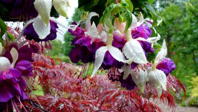 Fuchsia 'Deep Purple' (Fuchsia 'Deep Purple')