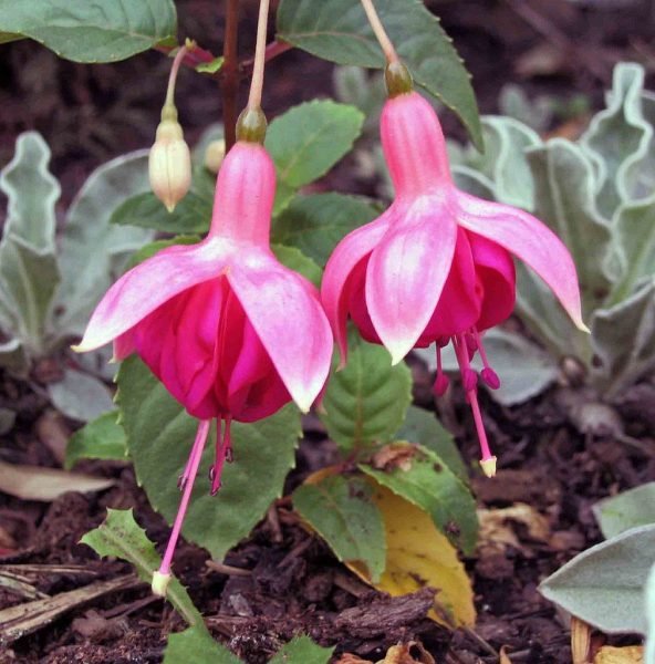Fuchsia 'Garden News' (Fuchsia 'Garden News')