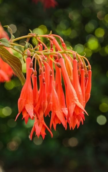 Fuchsia 'Gartenmeister Bonstedt' (Fuchsia 'Gartenmeister Bonstedt')
