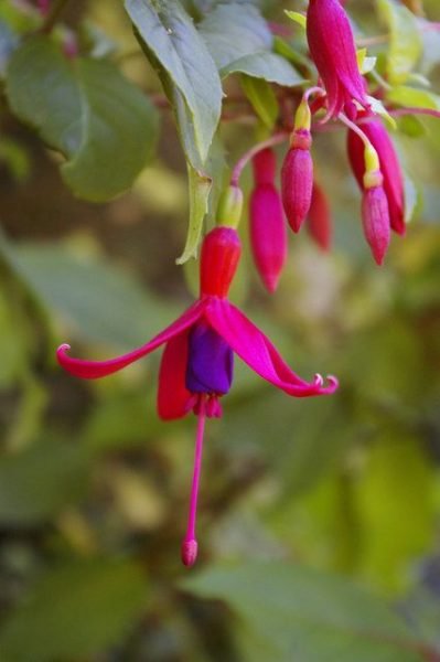 Fuchsia 'Genii' (Fuchsia 'Genii')