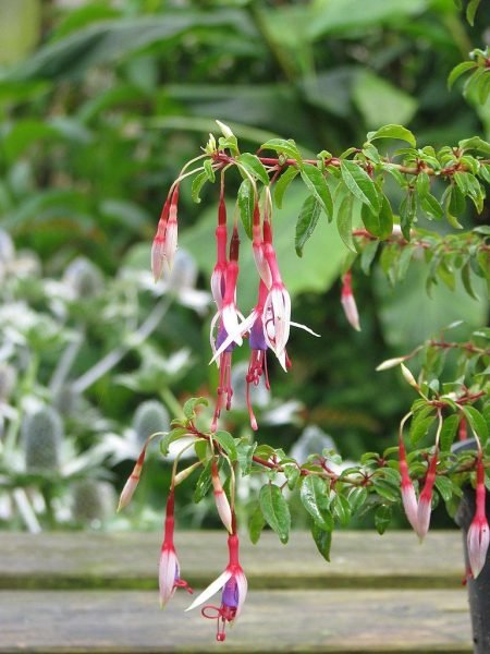 Fuchsia 'Lady Bacon' (Fuchsia magellanica 'Lady Bacon')
