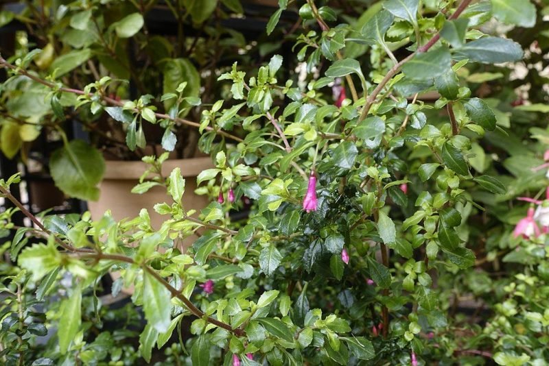 Fuchsia 'Lottie Hobby' (Fuchsia 'Lottie Hobby')