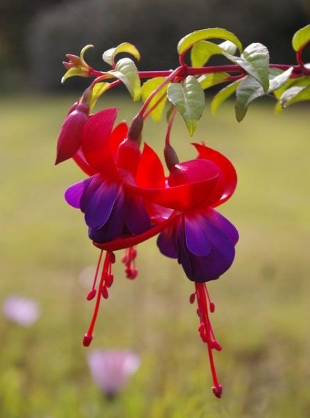 Fuchsia 'Margaret' (Fuchsia 'Margaret')