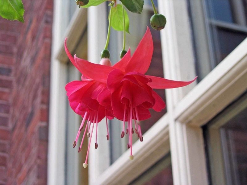Fuchsia 'Marinka' (Fuchsia 'Marinka')