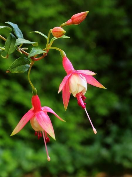 Fuchsia 'Patio Princess' (Fuchsia 'Patio Princess')