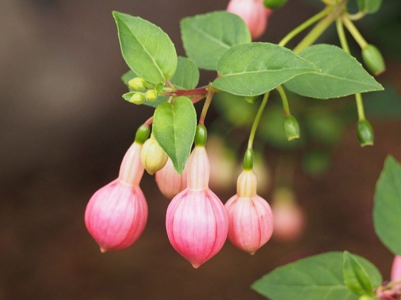 Fuchsia 'Paula Jane' (Fuchsia 'Paula Jane')