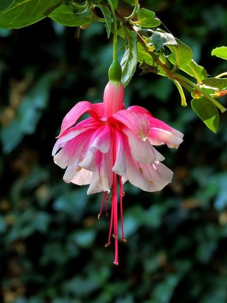 Fuchsia 'Sir Matt Busby' (Fuchsia 'Sir Matt Busby')
