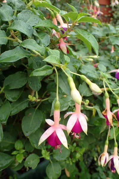 Fuchsia 'Tennessee Waltz' (Fuchsia 'Tennessee Waltz')
