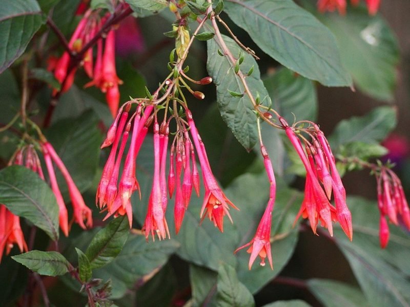 Fuchsia 'Thalia' (Fuchsia 'Thalia')