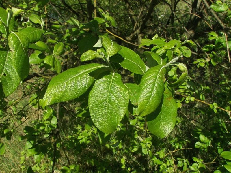 Goat willow (Salix caprea)