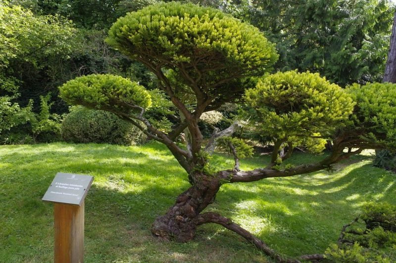 Golden Dovaston's yew (Taxus baccata 'Dovastonii Aurea')