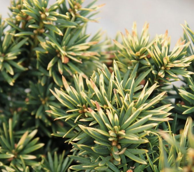 Golden Irish yew (Taxus baccata 'Fastigiata Aureomarginata')