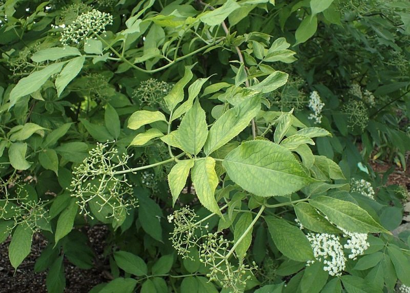 Golden elder (Sambucus nigra 'Aurea')