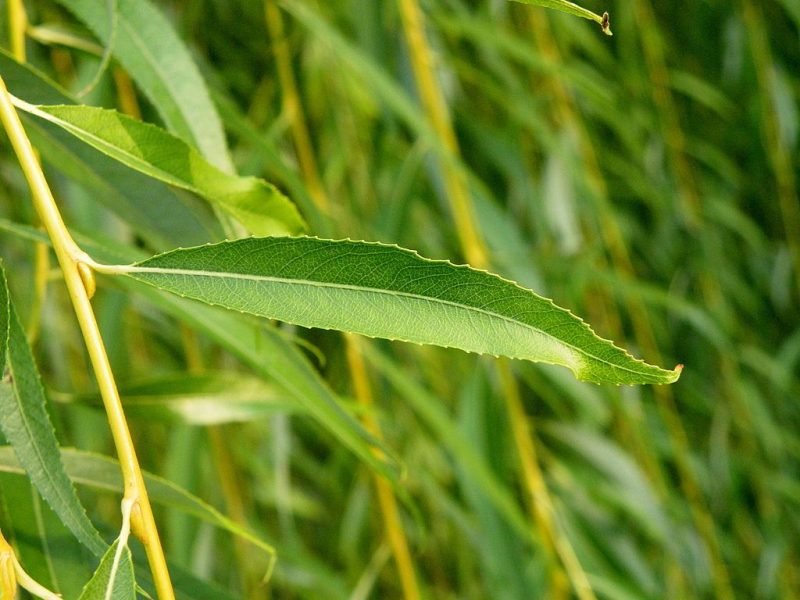 Golden weeping willow (Salix × sepulcralis var. chrysocoma)