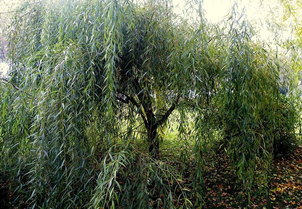Golden weeping willow (Salix × sepulcralis var. growing