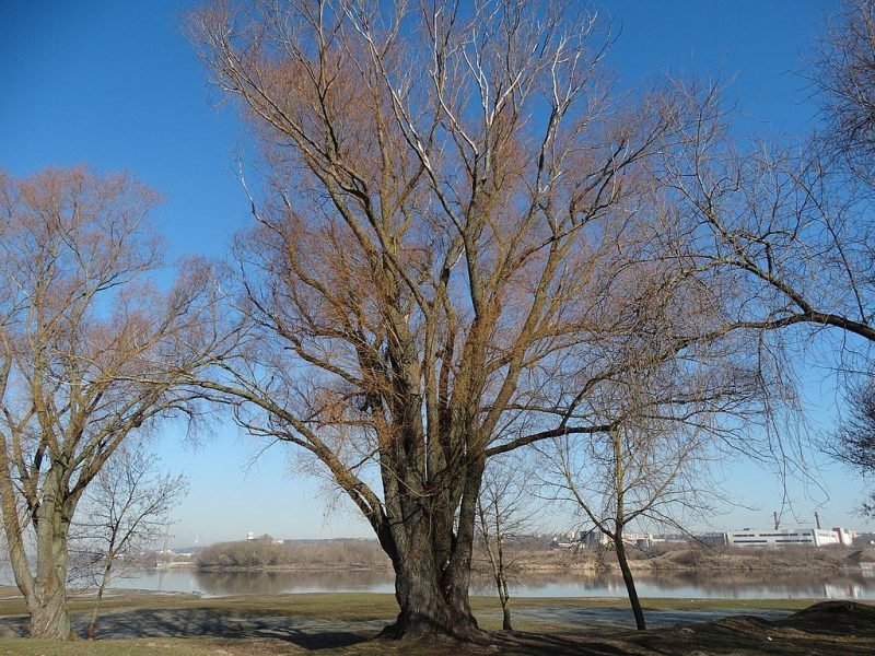 Golden willow (Salix alba var. vitellina)