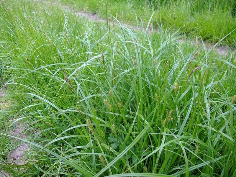 Goose grass (Carex hirta)