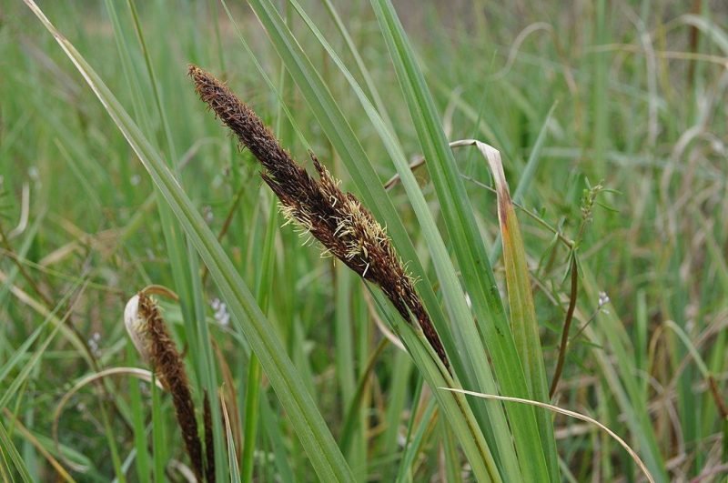 Greater pond sedge (Carex riparia)