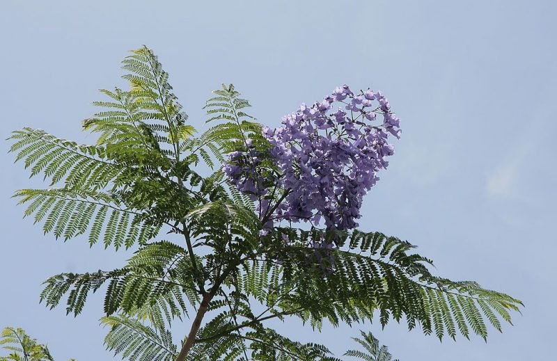 Green ebony tree (Jacaranda mimosifolia)