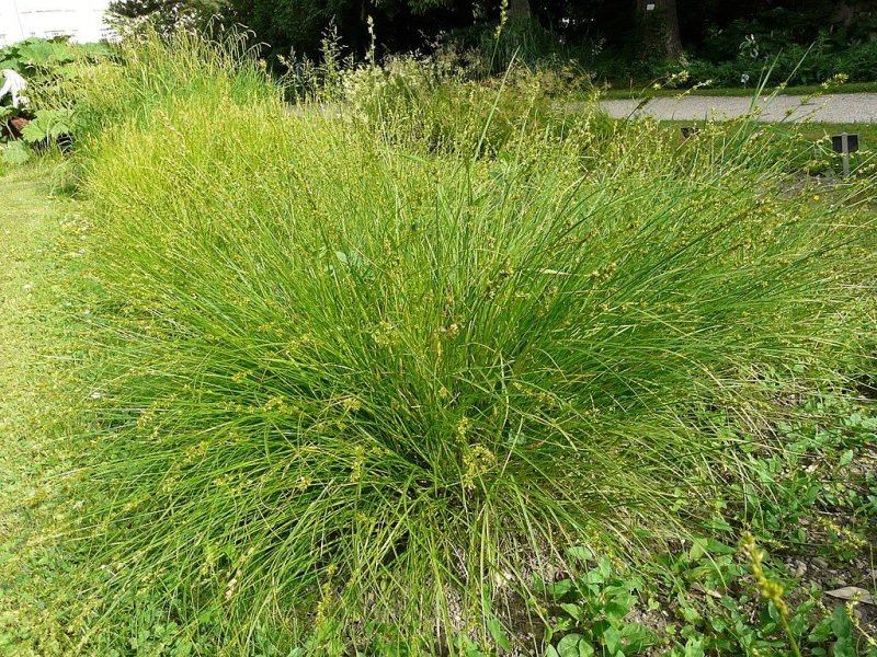 Grey sedge (Carex divulsa)
