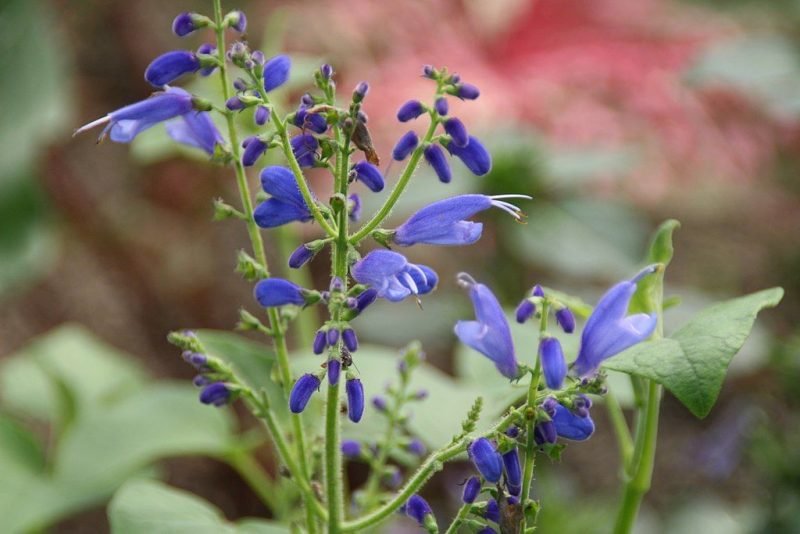 Guatemalan leaf sage (Salvia cacaliifolia)