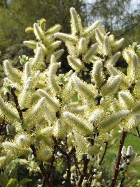 Halberd willow 'Wehrhahnii' (Salix hastata 'Wehrhahnii')