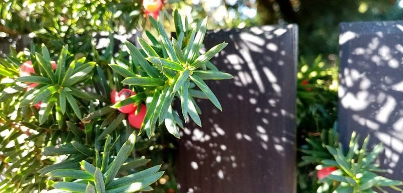 Irish yew (Taxus baccata 'Fastigiata')
