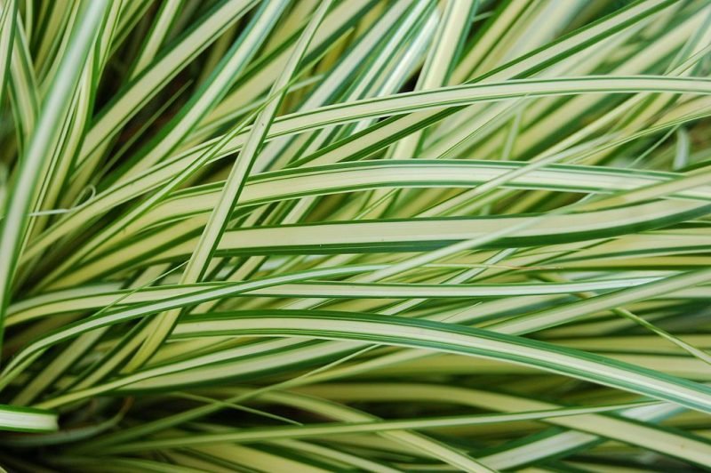 Japanese sedge 'Evergold' (Carex oshimensis 'Evergold')