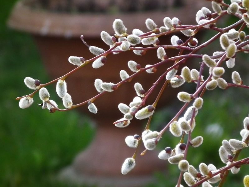 Kilmarnock willow (Salix caprea 'Kilmarnock')