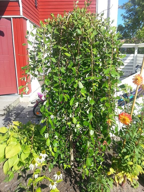 Kilmarnock willow (Salix caprea 'Kilmarnock') growing guides