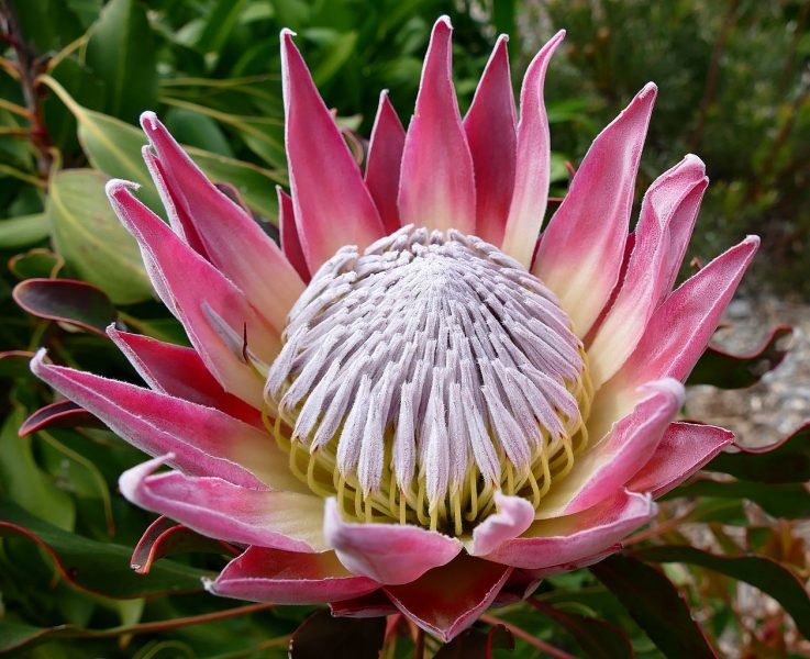 King protea (Protea cynaroides)