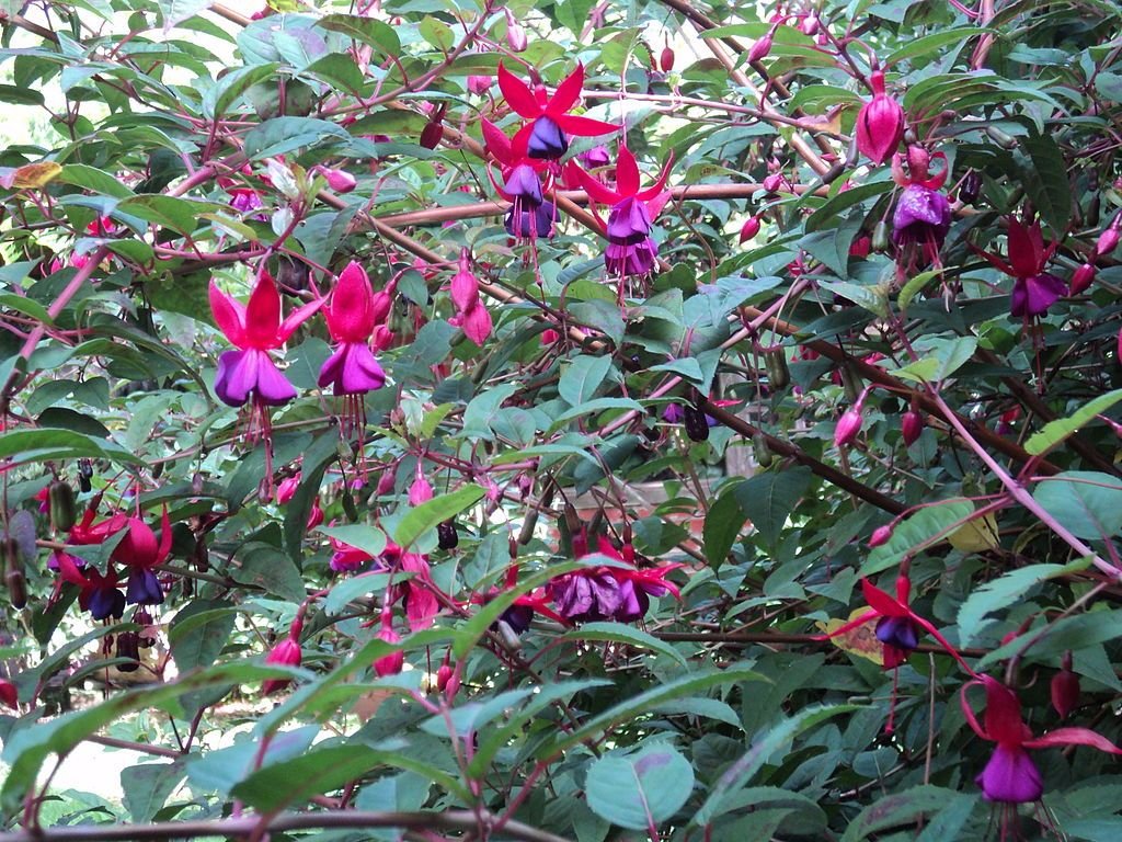Lady's eardrops (Fuchsia magellanica)
