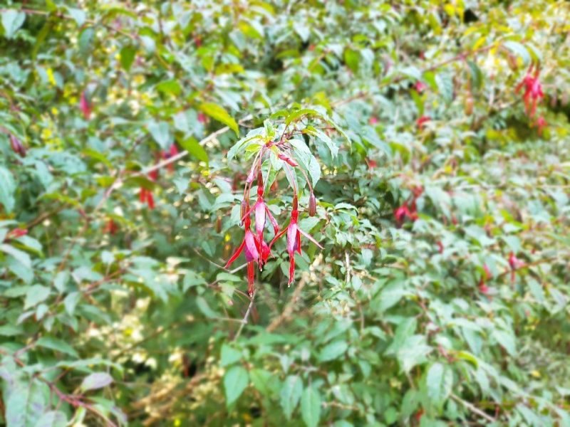 How to plant Lady's eardrops (Fuchsia magellanica)_1
