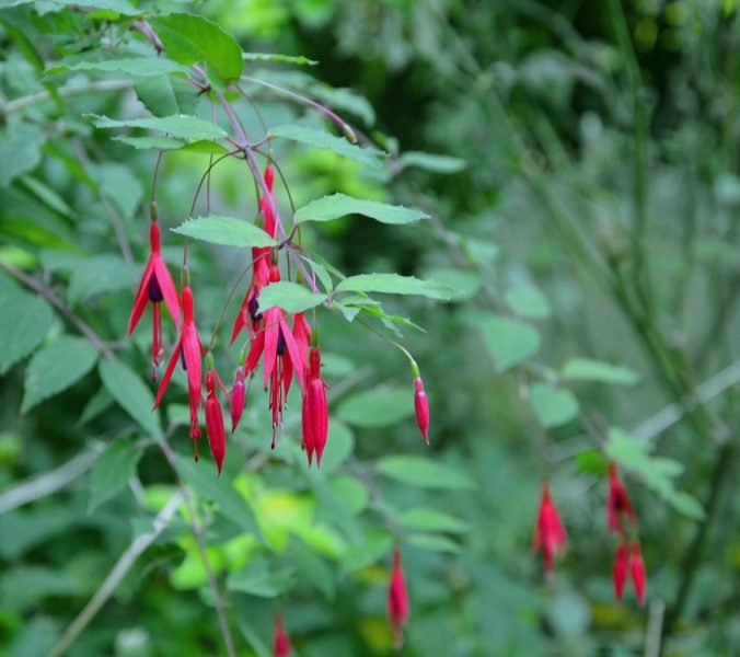 Where to plant Lady's eardrops (Fuchsia magellanica)_2