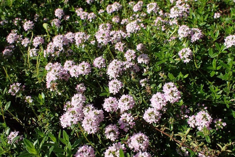 Large thyme (Thymus pulegioides)