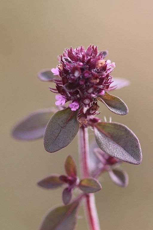 Large thyme (Thymus pulegioides) growing guides