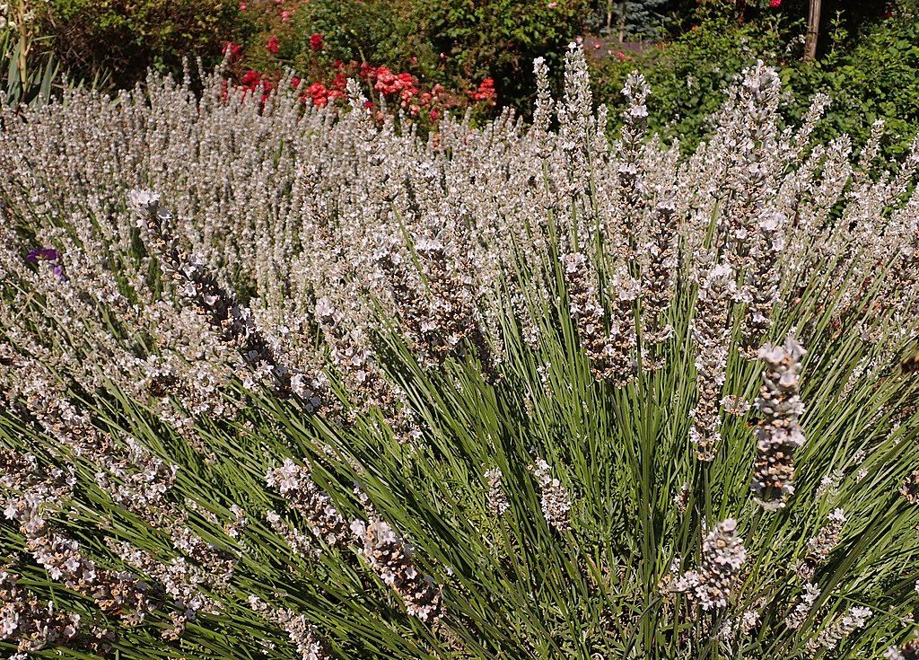 Lavender 'Edelweiss' (Lavandula × intermedia 'Edelweiss')