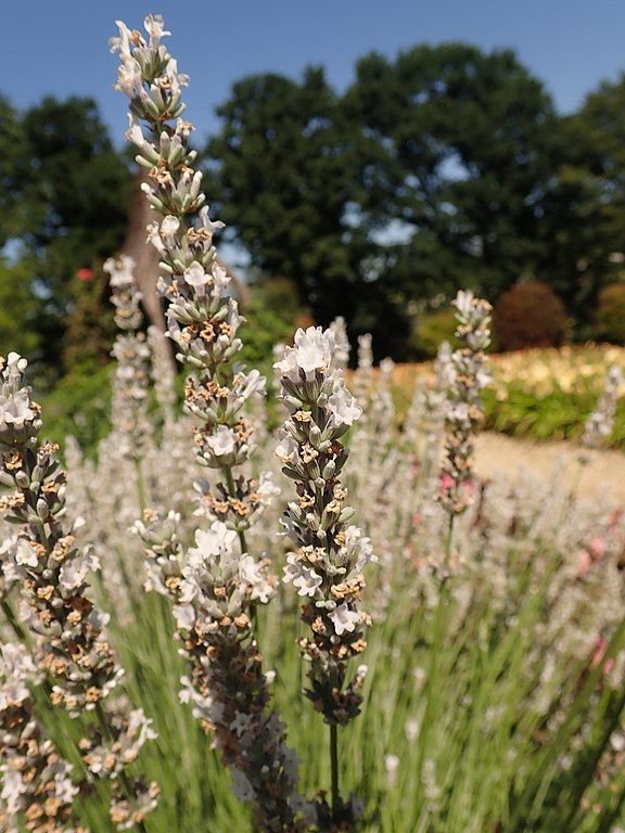 Lavender 'Edelweiss' (Lavandula × intermedia 'Edelweiss') growing guides