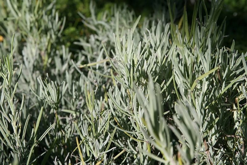 Lavender 'Grosso' (Lavandula × intermedia 'Grosso')