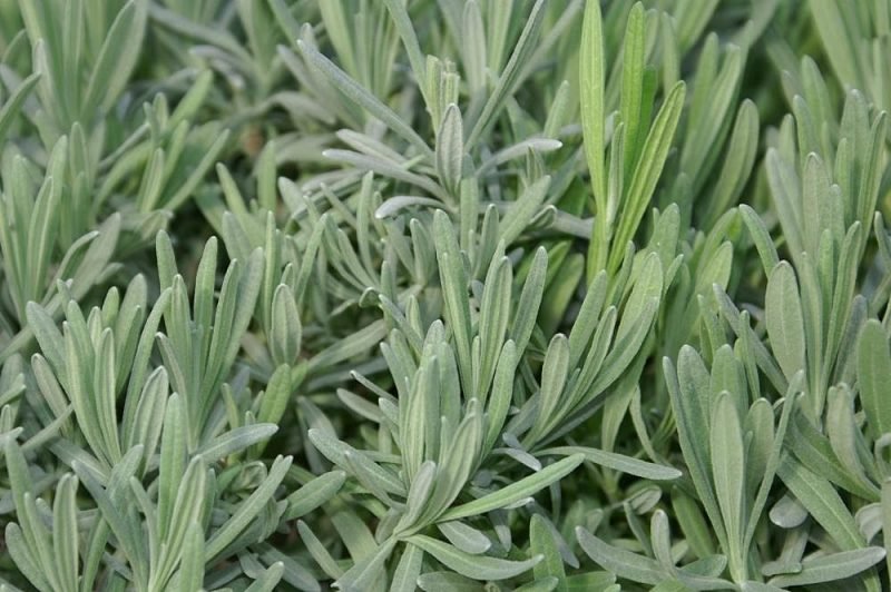 Lavender 'Provence' (Lavandula × intermedia 'Provence')