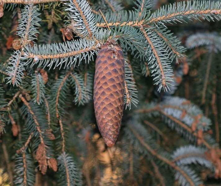 Lijiang spruce (Picea likiangensis)