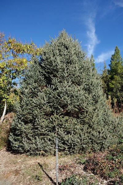How to plant Lijiang spruce (Picea likiangensis)_1