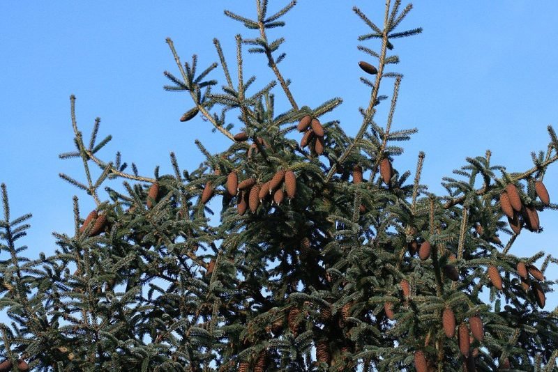 Where to plant Lijiang spruce (Picea likiangensis)_2