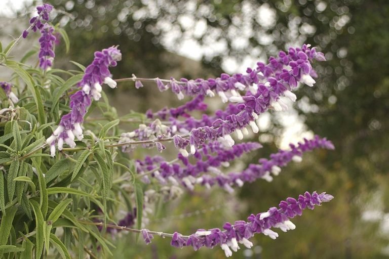 Mexican bush sage (Salvia leucantha) growing guides