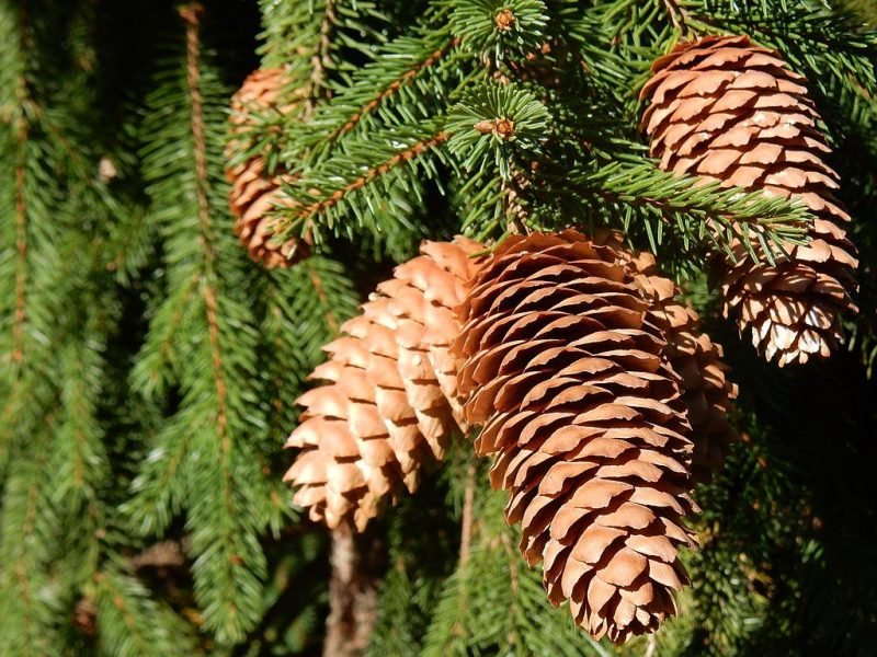 Norway spruce 'Acrocona' (Picea abies 'Acrocona')
