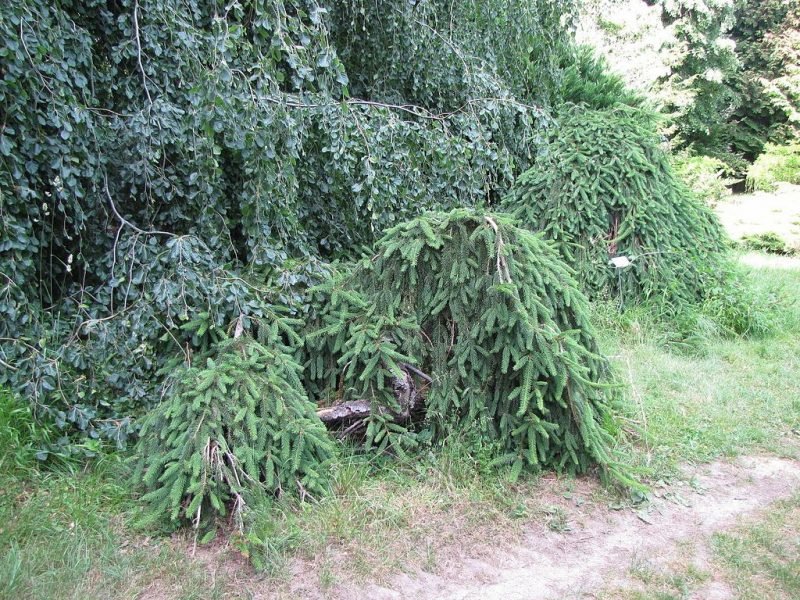 Norway spruce 'Inversa' (Picea abies 'Inversa')